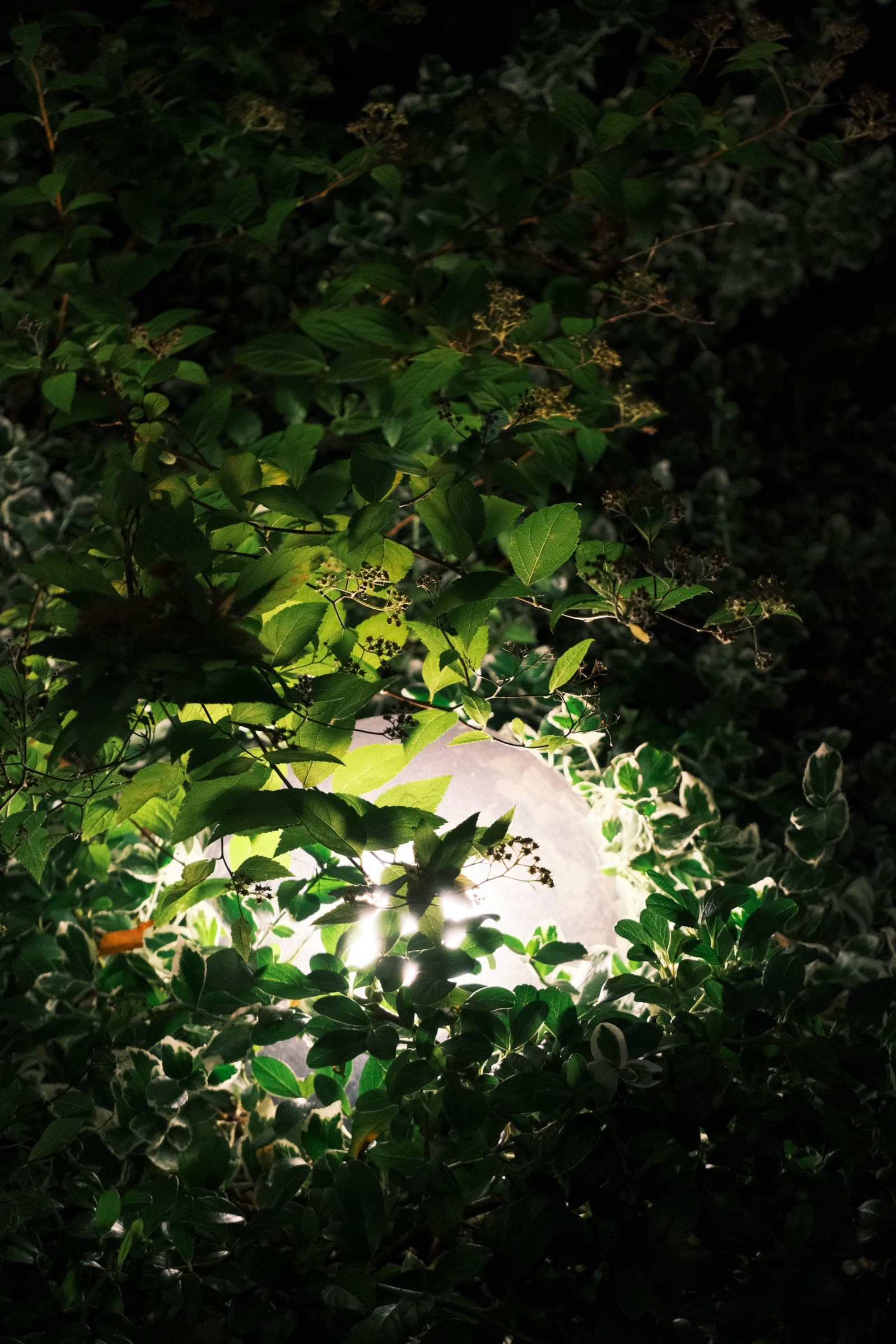 Aerial Moonlighting · close-up